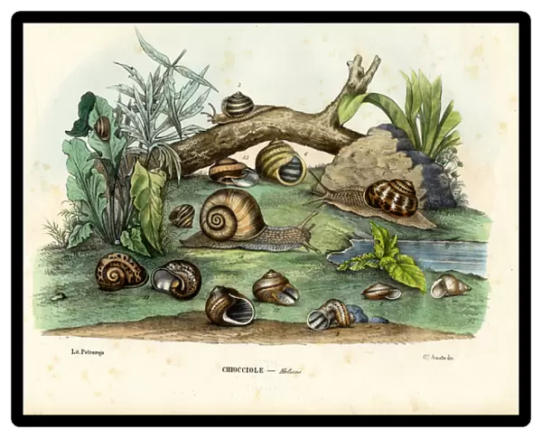 Snails, 1863-79 (colour litho)