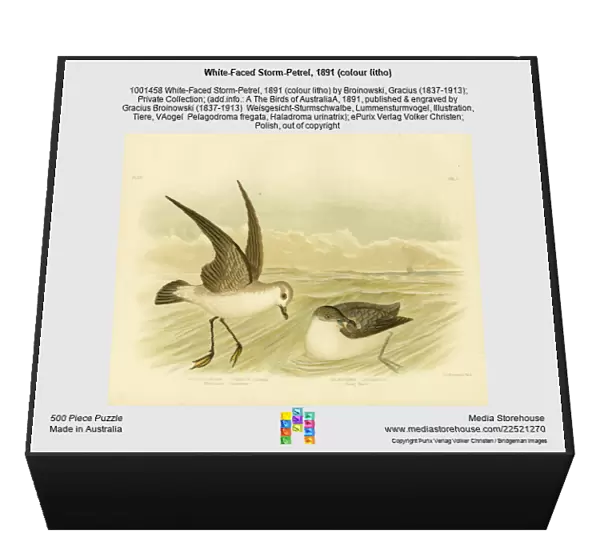 White-Faced Storm-Petrel, 1891 (colour litho)