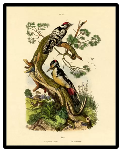 Lesser Spotted Woodpecker, 1833-39 (coloured engraving)
