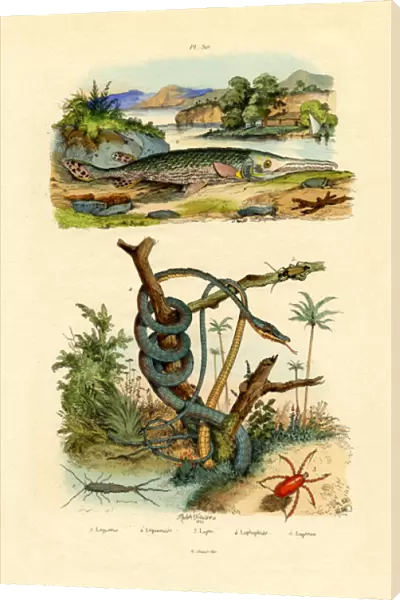 Silverfish, 1833-39 (coloured engraving)
