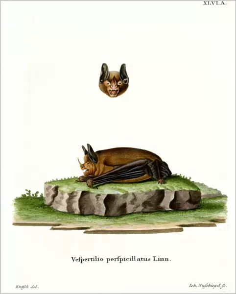 Sebas Short-tailed Bat (coloured engraving)