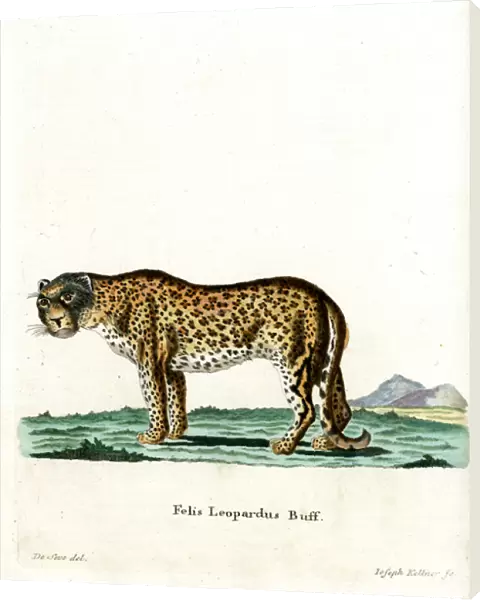 Leopard (coloured engraving)