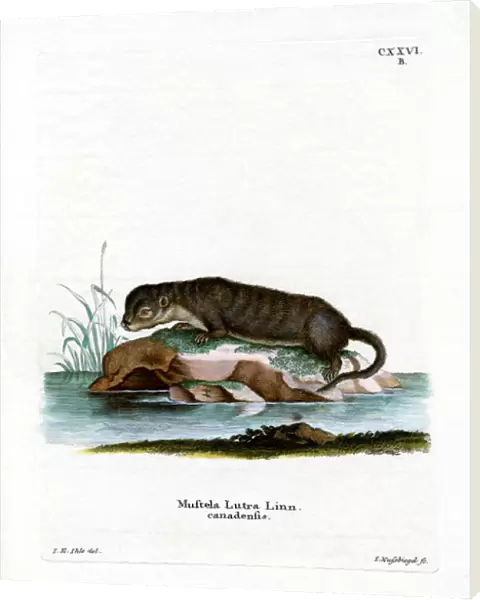 North American Otter (coloured engraving)
