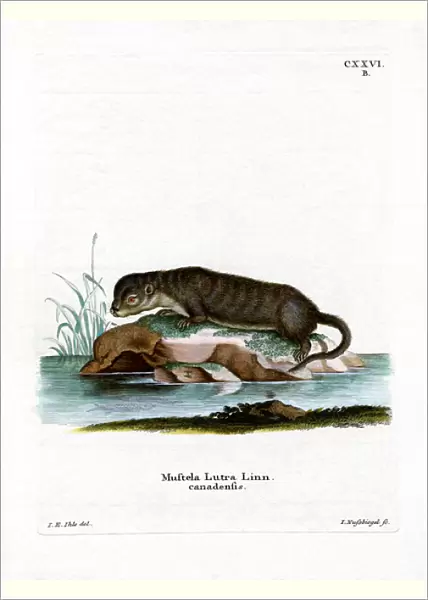 North American Otter (coloured engraving)