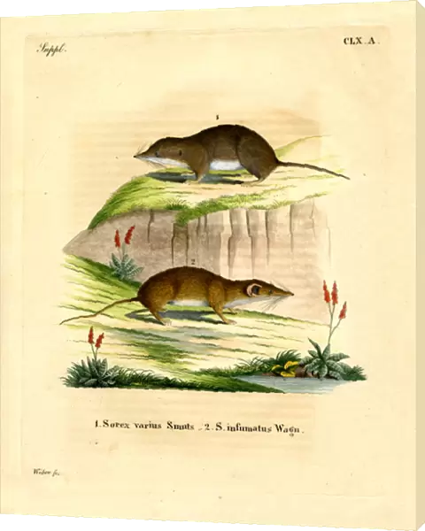 Forest Shrew (coloured engraving)