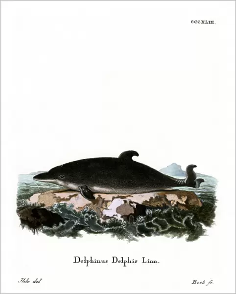 Dolphin (coloured engraving)