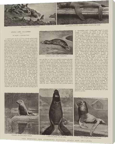 The Behring Sea Fisheries Dispute, Seals and Sea-Lions (b  /  w photo)
