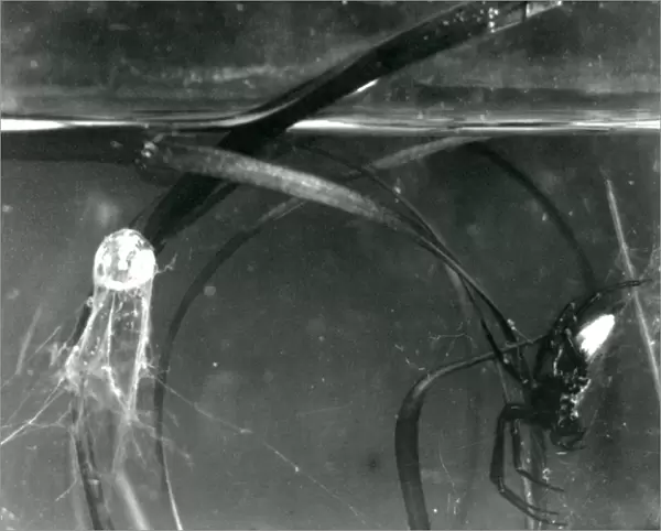A Water Spider and its air bell underwater, London Zoo, October 1925 (b  /  w photo)