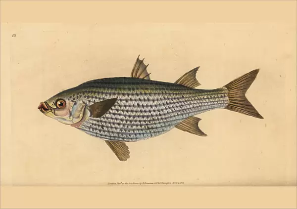Flathead mullet, Mugil cephalus. Handcoloured copperplate drawn and engraved by Edward Donovan from his Natural History of British Fishes, Donovan and F. C. and J. Rivington, London, 1802-1808