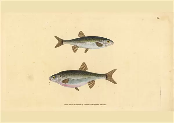 Eurasian minnow, Phoxinus phoxinus (Minow, Cyprinus phoxinus). Handcoloured copperplate drawn and engraved by Edward Donovan from his Natural History of British Fishes, Donovan and F. C. and J. Rivington, London, 1802-1808