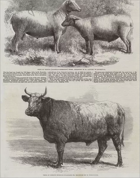 Poissy Cattle Show (engraving)