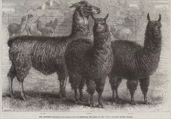Mr Ledgers Alpacas and Llamas at Sophienburg, the Seat of Mr Atkinson, New South Wales (engraving)