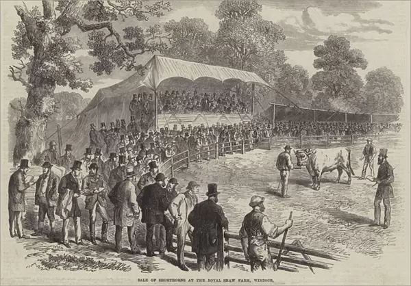 Sale of Shorthorns at the Royal Shaw Farm, Windsor (engraving)
