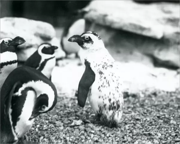 A small group of Black-footed Penguins, including one with aberrant markings