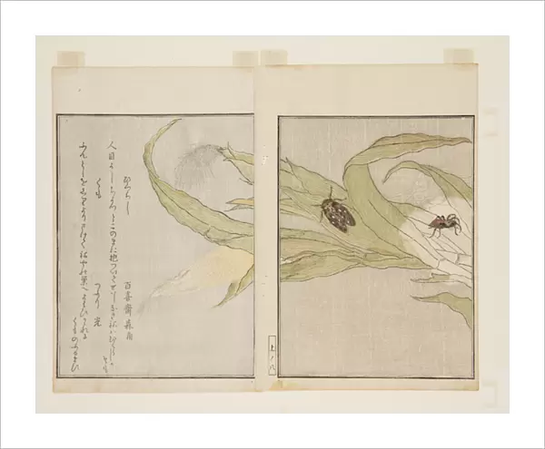 Spider (Kumo) and Evening Cicada (Higurashi) (colour woodblock print)