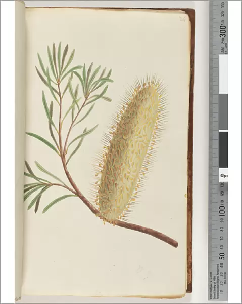 Page 24. Unnamed flowering plant (Watling 426  /  361) (w  /  c)