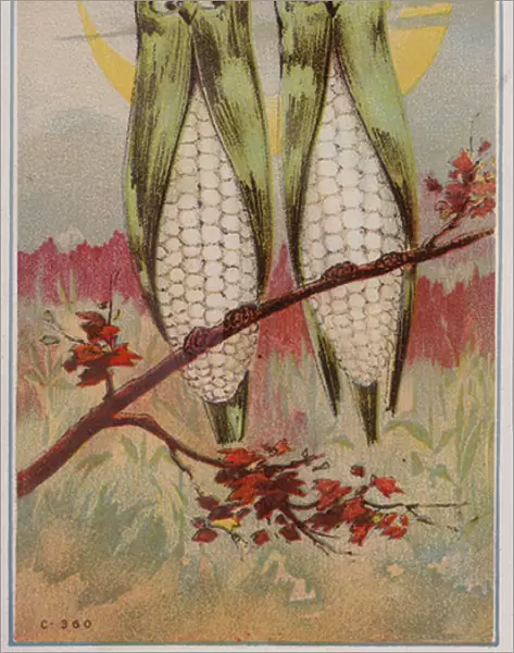 Ears of corn as owls (colour litho)