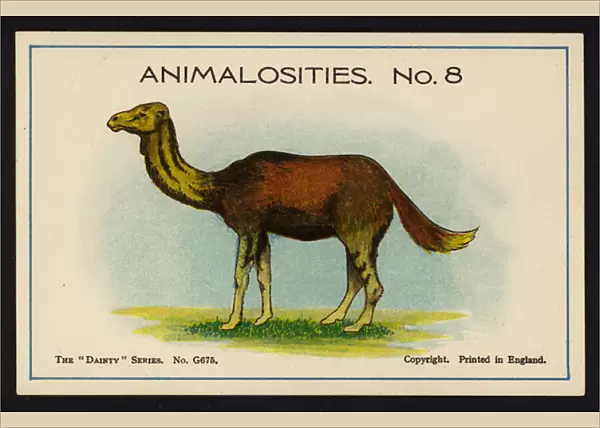 Animalosities No 8: Camel, Deer, Llama, Collie (colour litho)