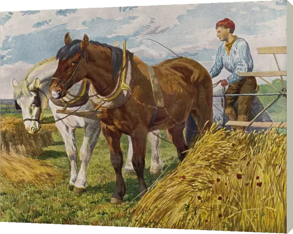 Farmer using a horse-drawn harvester (colour litho)