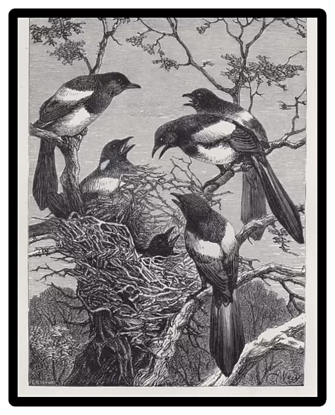 The Magpies and their Nest (engraving)
