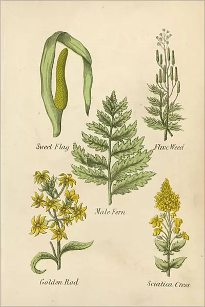 Sweet Flag, Flux Weed, Male Fern, Golden Rod, Sciatica Cress (colour litho)