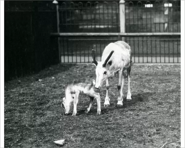 A Reindeer with her calf at London Zoo, March 1914 (b  /  w photo)