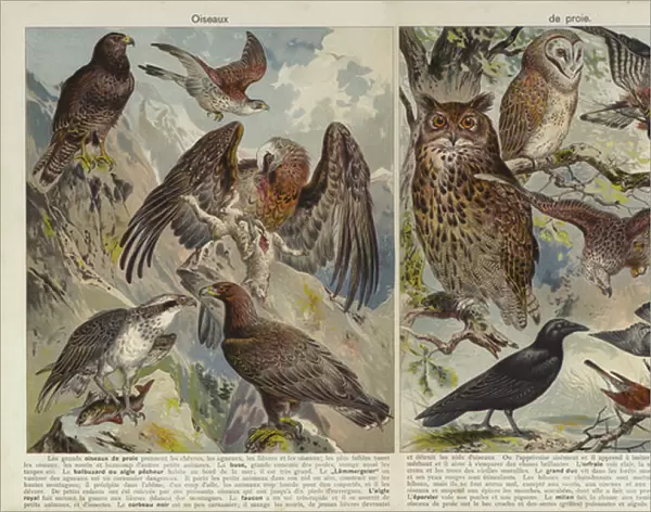 Birds of prey (chromolitho)