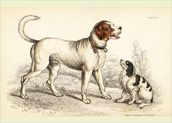 The Alpine or Great St Bernard dog, Canis lupus familiaris, and King Charles spaniel, Canis lupus familiaris (Canis extrarius)