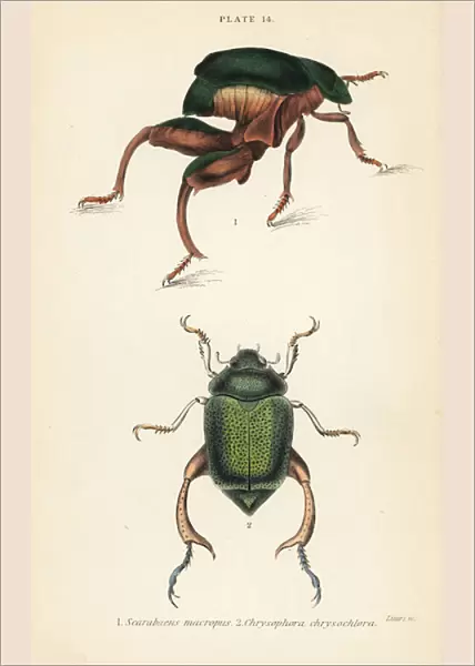 Frog-legged beetle or kangaroo beetle, Sagra papuana 1, and shining leaf chafer beetle, Chrysophora chrysochlora 2
