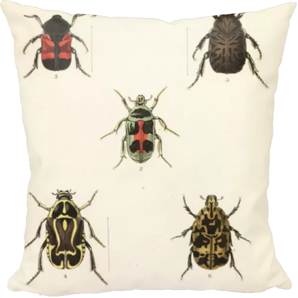 Rose chafer beetles: Cetonia fascicularis 1, Heterorhina macleayi 2, Gametoides subfasciata 3, fiddler beetle, Eupoecila australasiae 4, Gymnetis hieroglyphica 5 and Gymnetis marmorea 6