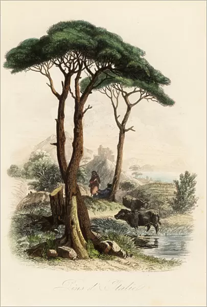 Stone pine, Pinus pinea, also known as the Italian stone pine, umbrella pine and parasol pine