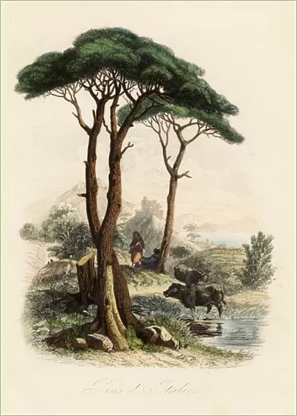 Stone pine, Pinus pinea, also known as the Italian stone pine, umbrella pine and parasol pine