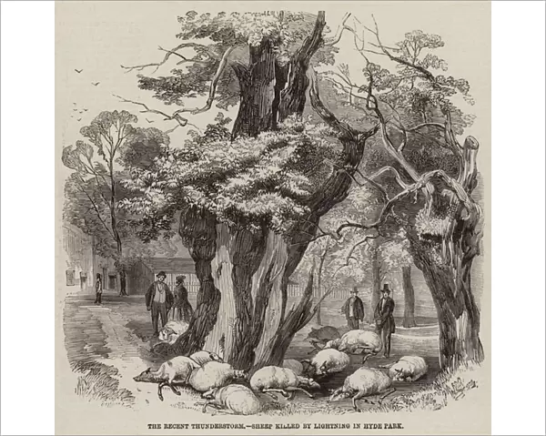 The Recent Thunderstorm, Sheep killed by Lightning in Hyde Park (engraving)
