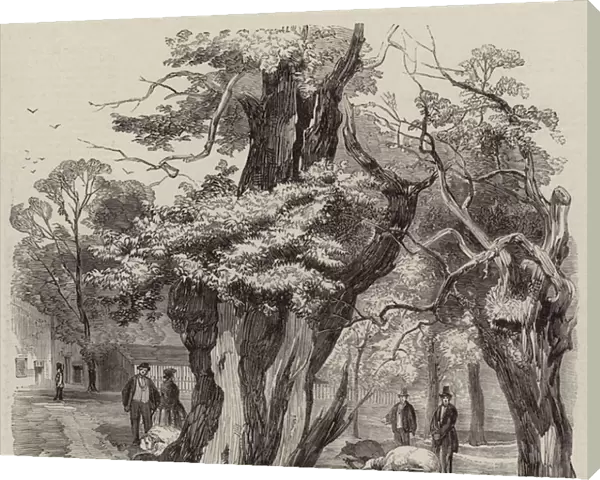 The Recent Thunderstorm, Sheep killed by Lightning in Hyde Park (engraving)