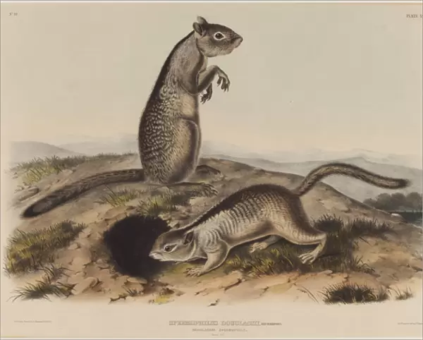 Spermophilus Douglassii (Two Douglas Squirrels), 1844 (hand-coloured litho)