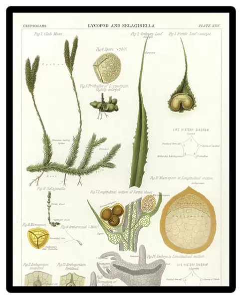 Lycopod and Selaginella (colour litho)
