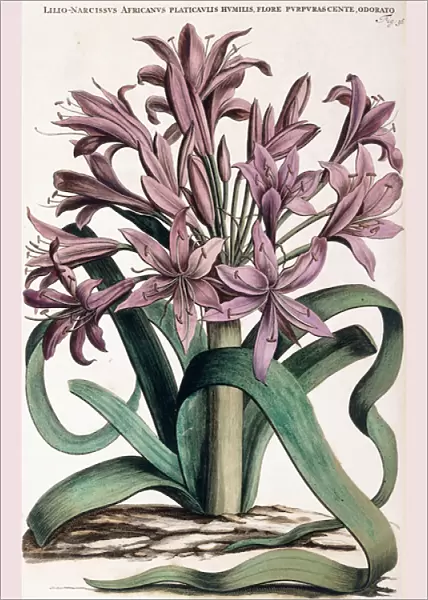 Lillio-Narcissus, 1697-1701 (hand-coloured engraving)