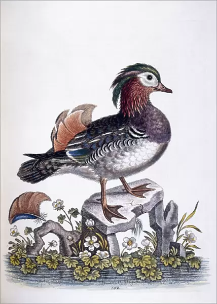 Chinese Teal, 1746 (hand-coloured etching)