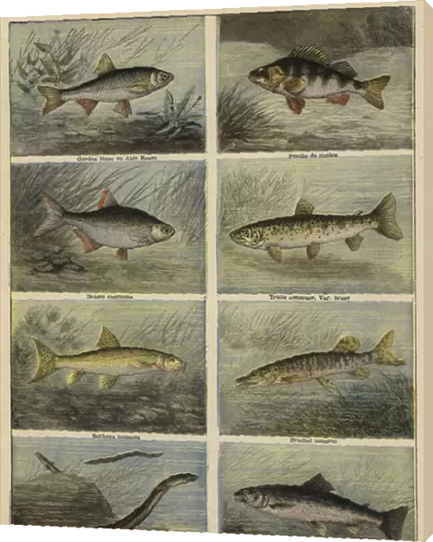 French freshwater fish (colour litho)