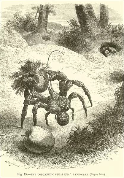 The Cocoanut-'stealing'Land-crab, Birgus latro (engraving)