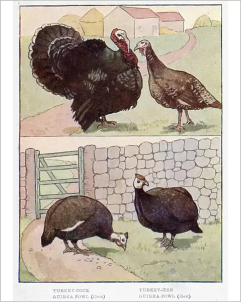 Turkey-Cock, Turkey-Hen, Guinea Fowl, Cock, Guinea-Fowl, Hen (colour litho)