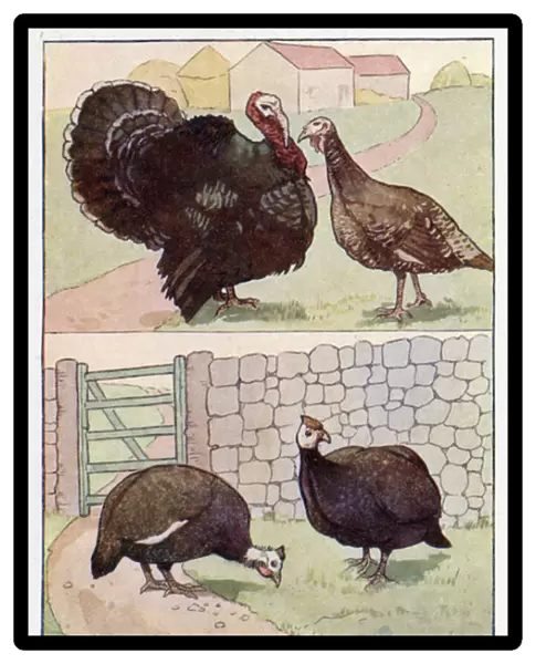 Turkey-Cock, Turkey-Hen, Guinea Fowl, Cock, Guinea-Fowl, Hen (colour litho)