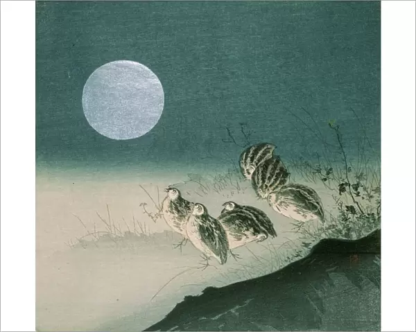 Quails and Full Moon, c. early 1900s (colour woodblock print)