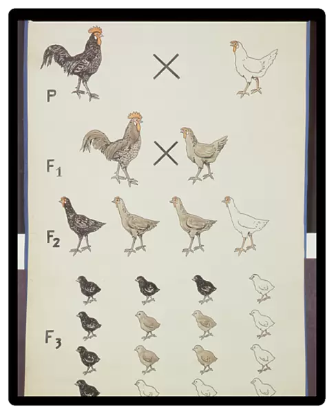 Poster demonstrating Mendels Law in Chickens (colour litho)