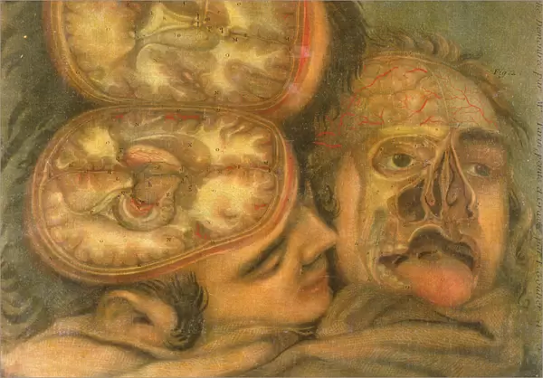 Cross-section of the Brain, 1746 (coloured engraving)