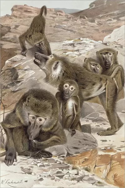Baboon, plate from 'Brehms Tierleben: Allgemeine Kunde des Tierreichs', vol
