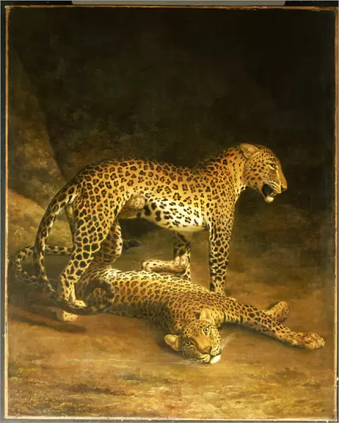Two Leopards lying in the Exeter Exchange, 1808 (oil on canvas)