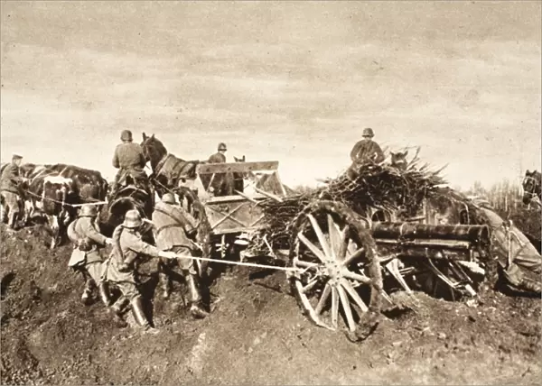 Team of oxen retrieve a cannon stuck in the mud (b  /  w photo)