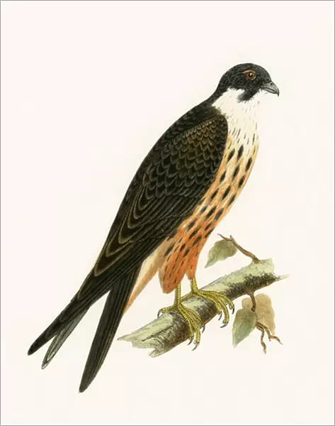 Falco Eleonorae, illustration from A History of the Birds of Europe Not Observed in the British Isles by Charles Robert Bree (1811-86), published 1867 (colour litho)