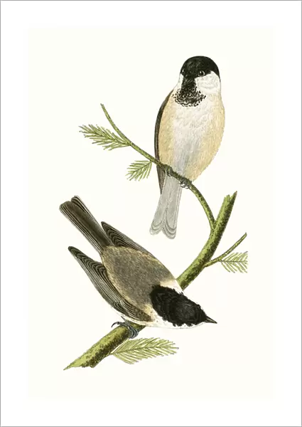 Northern Tit, illustration from A History of the Birds of Europe Not Observed in the British Isles by Charles Robert Bree (1811-86), published 1867 (colour litho)